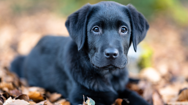 A black labrador retriever puppy lying in a pile of leaves.