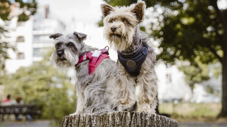 Two miniature schnauzer perched on a wide tree stump