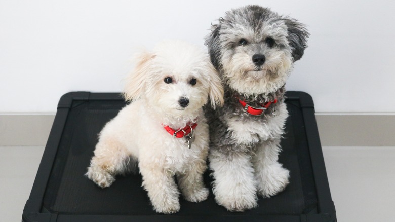Two toy poodles sitting side-by-side on a black dog bed