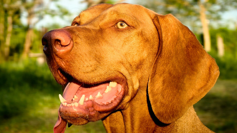Protrait of vizsla with its mouth open on a sunny day
