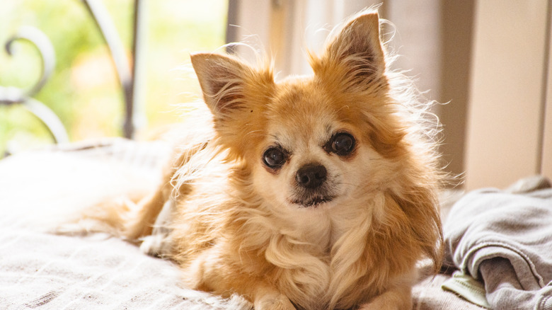 A long-haired Chihuahua in bed.