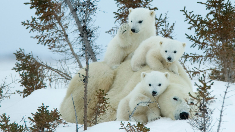 A polar bear mother with her three cubs
