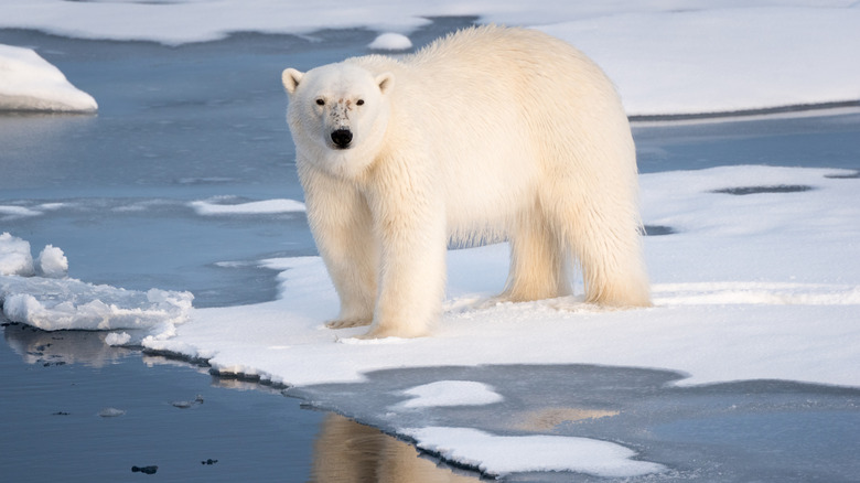 A lone polar bear stands on ice in front of water