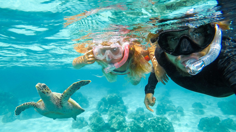 Snorkelers swimming alongside a green sea turtle