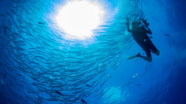 A scuba diver looking up at a barracuda tornado