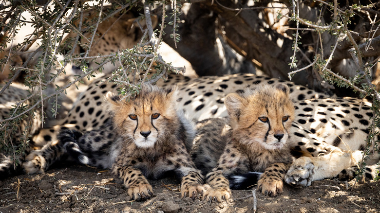 Cheetah cubs with their mom hinding in the shade
