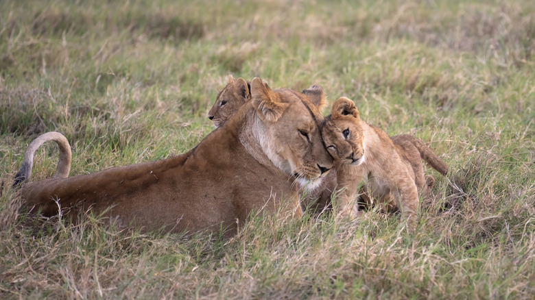 A lioness with two cubs, one rubbing up against its mother