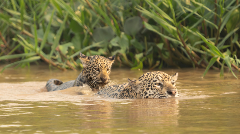 A jaguar cub riding on the back of its mother through the water