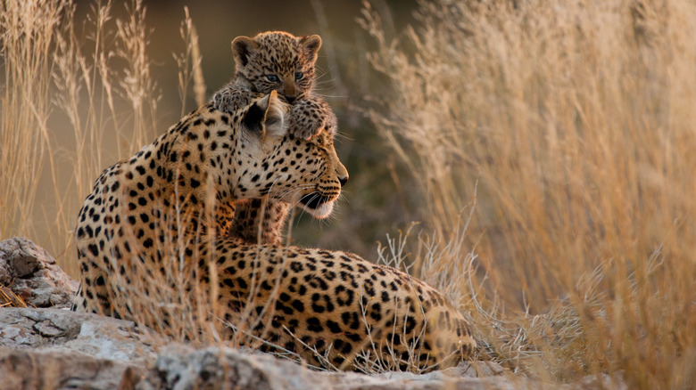 A leopard cub climbs on its mother while she lays down
