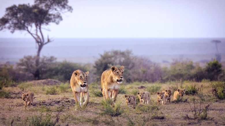 Two female lions with several cubs walking through the Sahara