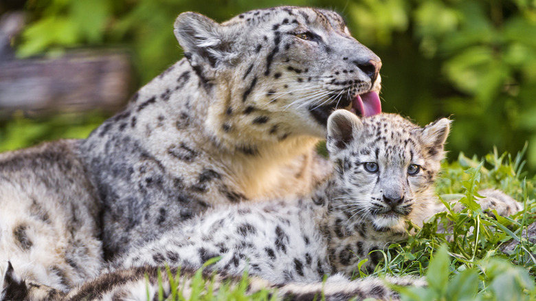 A snow leopard mom with her cub cleaning it with her tongue
