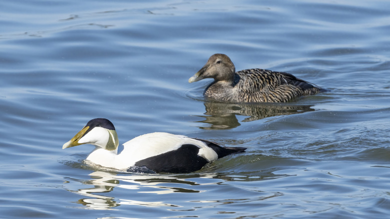 A pair of eider ducks, one male and one female