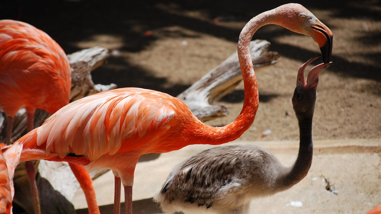 A flamingo feeding its child