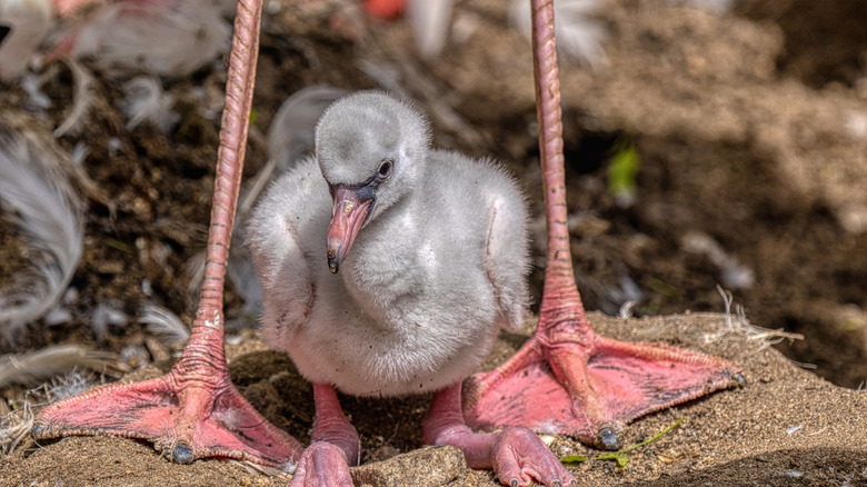 A baby flamingo stands between the feet of its parent