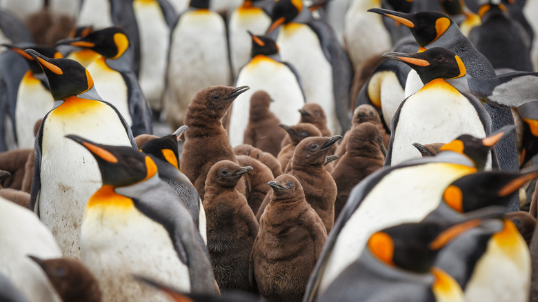 A creche of baby king penguins in the middle of a large crowd of adults