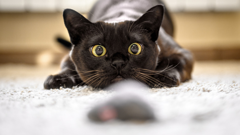 A crouching cat ready to spring upon a toy mouse