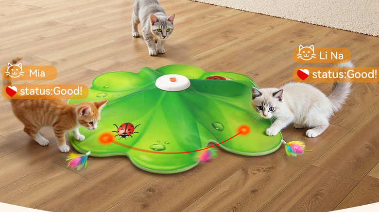 Three kittens playing with a toy shaped like a lily pad
