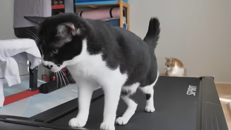 Cat on treadmill with another cat in the back exploring