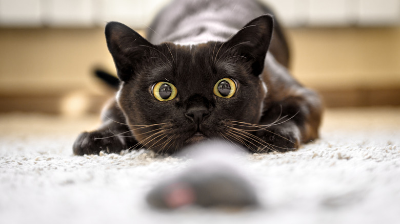 Black cat ready to pounce on a mouse toy on floor