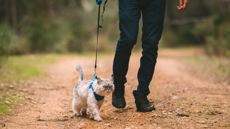 Person walking cat with harness on a trail
