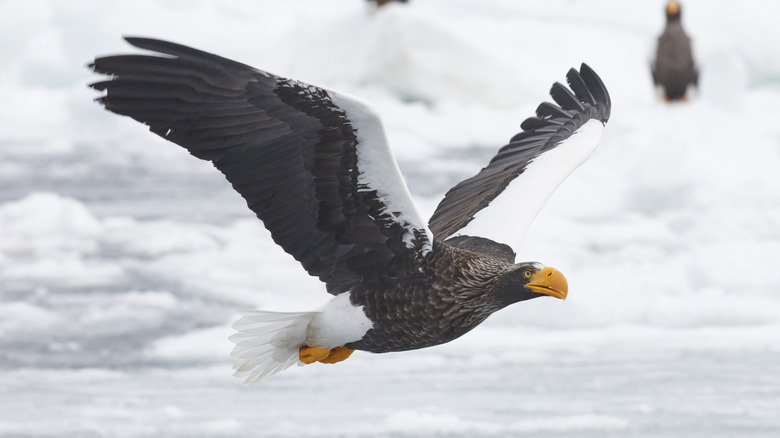 A Steller's eagle in mid flight with frozen land in background
