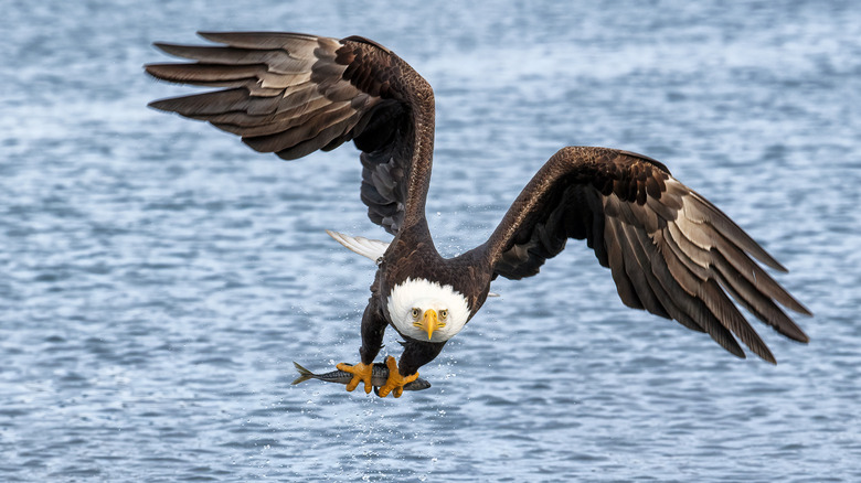 An American bald eagle catching a fish with its talons