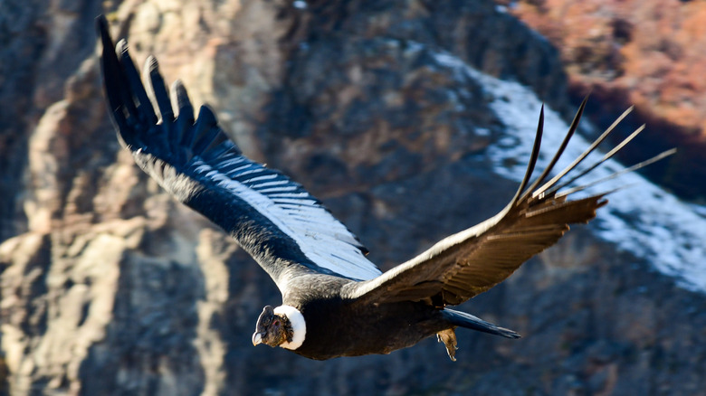 An andean condor midflight with the Andes Mountains in the background