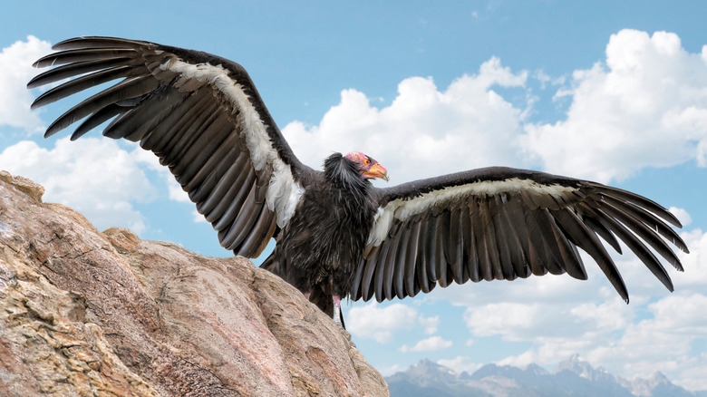 A California condor spreads its wings wise while standing atop a stone