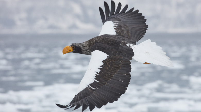 A Steller's sea eagle in midflight with its wings seen from the back