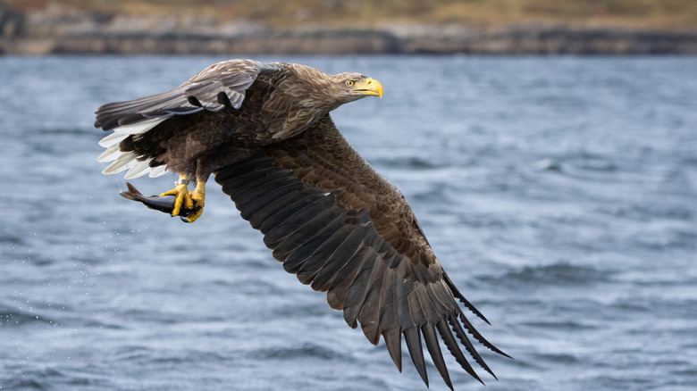 A white-tailed eagle flying above water with a fish in its talons