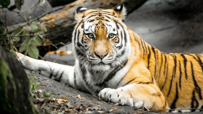 A close up shot of a Siberian/Amur tiger as it rests on a rock
