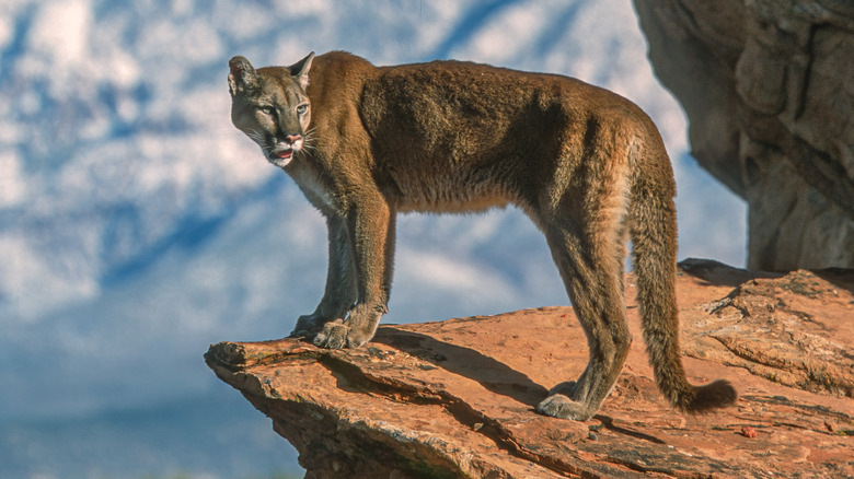 A cougar stands on top of a rock in the mountains
