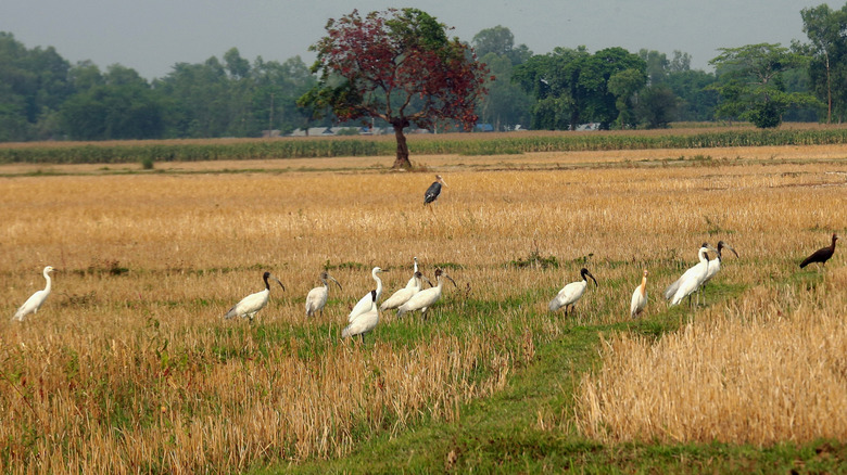 Birds of five different species walking in a field