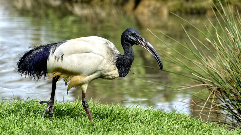 African sacred ibis