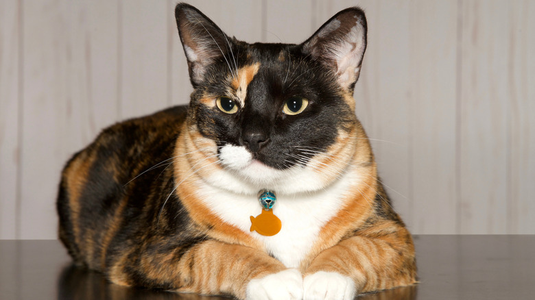 Calico cat wearing ID collar with bell