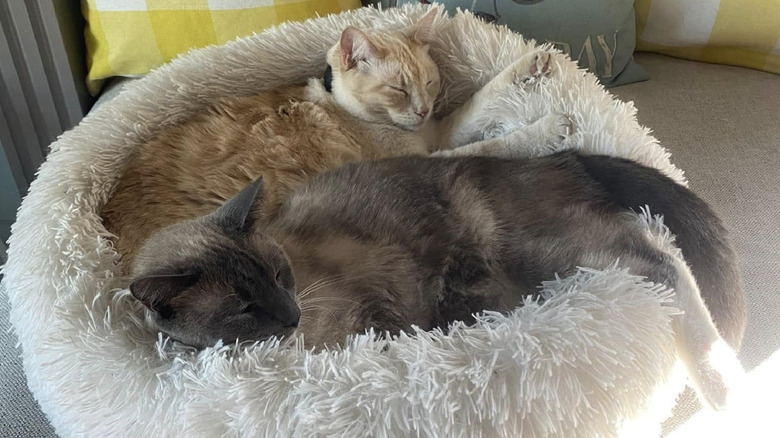 Rayne Beau (front) with his feline sister resting after his adventure