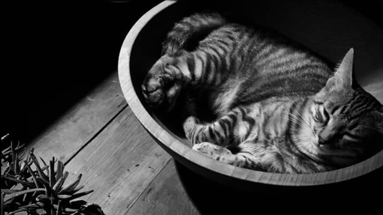 Mark Ruffalo's gray tabby cat Biscotti.