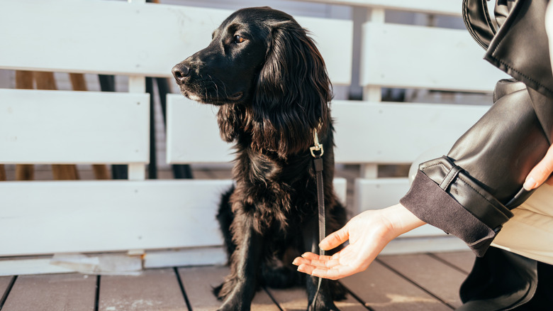 A dog ignores its owner that is reaching out with its hand