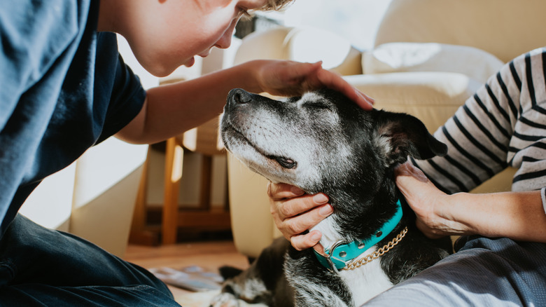 A young boy petting a dog that is being held by someone else