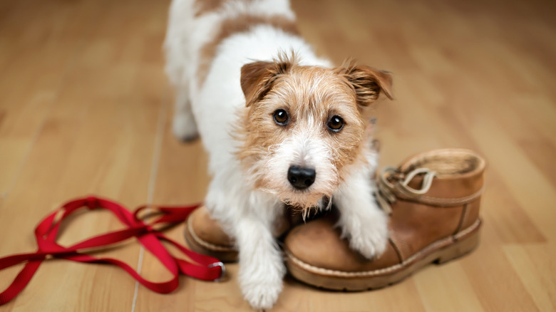 A Jack Russell terrier stands on top of shoes and a leash