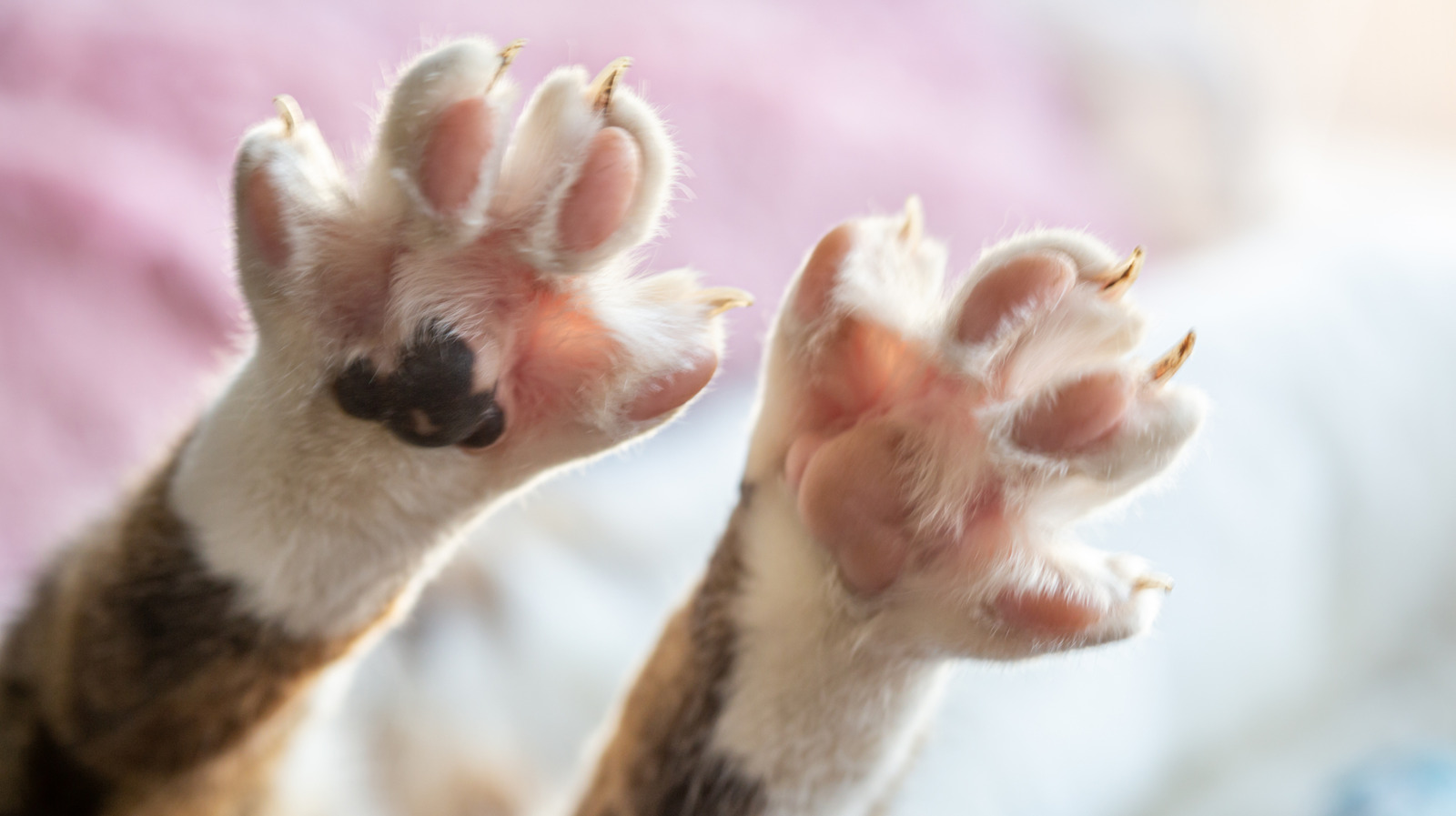The Concerning Reason Your Cat's Paw Is Very Warm To The Touch