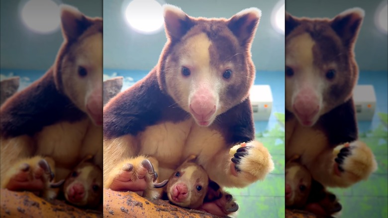 A mother and joey Matschie's tree kangaroos at the San Antonio Zoo.