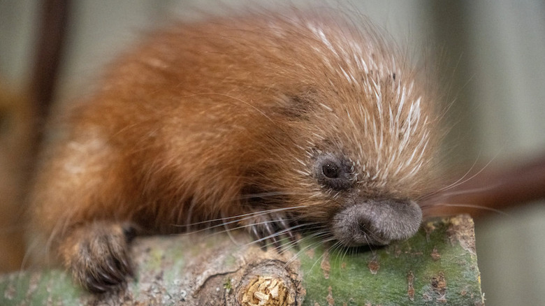 A prehensile-tailed porcupine porcupette born at Point Defiance Zoo & Aquarium.