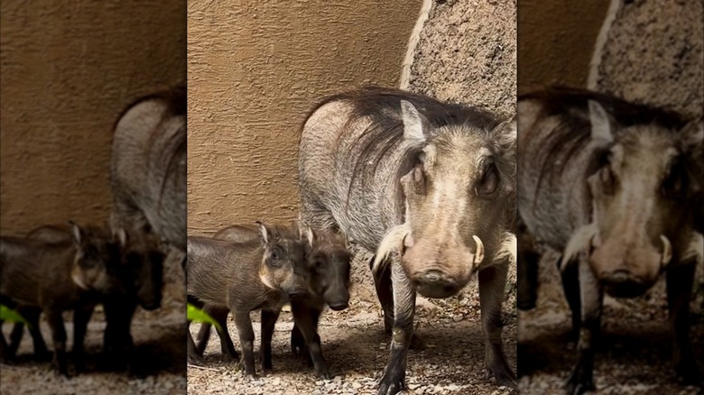 Chad and Wharton, warthog piglets, along with their mother at Utah's Hogle Zoo.