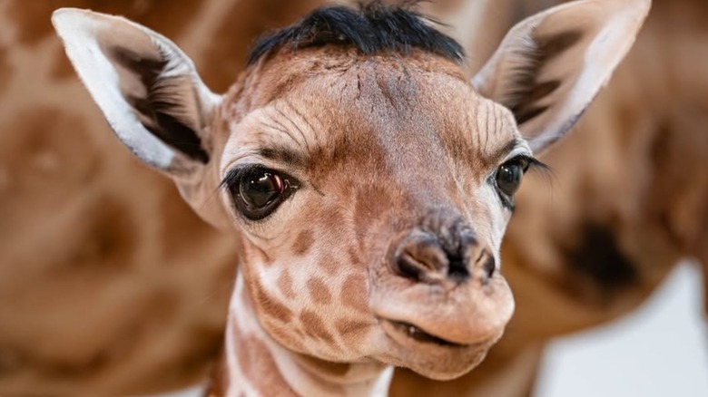Eugene the reticulated giraffe and his "toupee" at the Toledo Zoo.