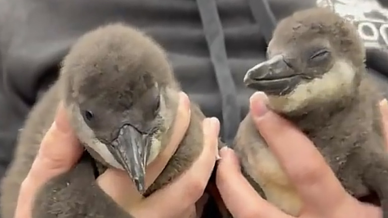 Jones & Morgan, African penguin chicks from the Cincinnati Zoo.