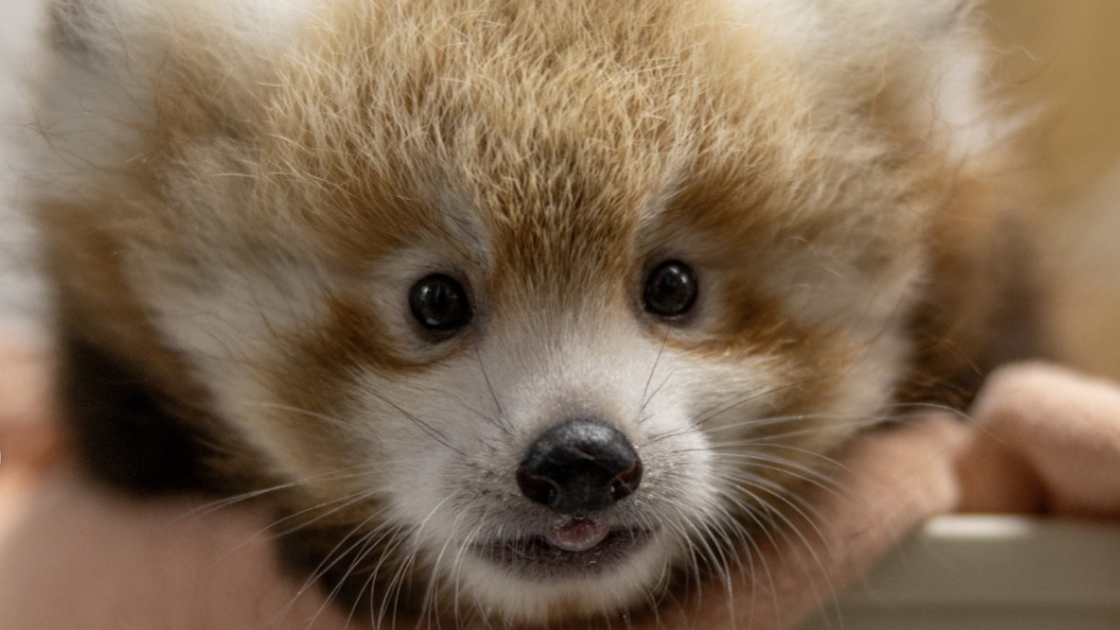 the-cutest-baby-animals-born-at-zoos-in-2026-so-far