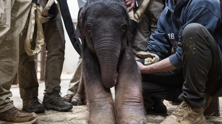 Linh Mai, the Asian elephant born at the Smithsonian's National Zoo.
