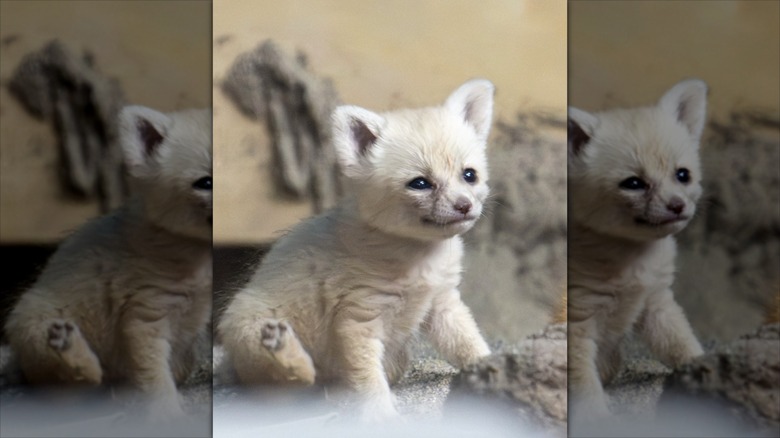 A baby fennec fox named Martini at the Cincinnati Zoo.