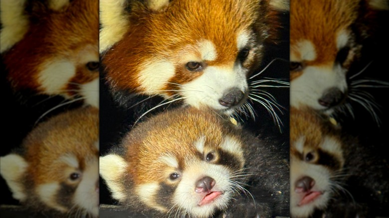 A red panda named Penny with her mom at the Cincinnati Zoo.